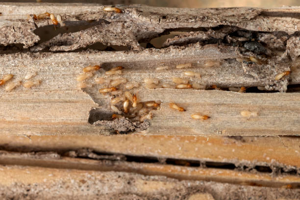 Best Termite Control Services  in Shinnecock Hills, NY